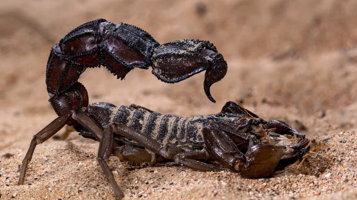 Scorpions Terminator Mode Unleashed