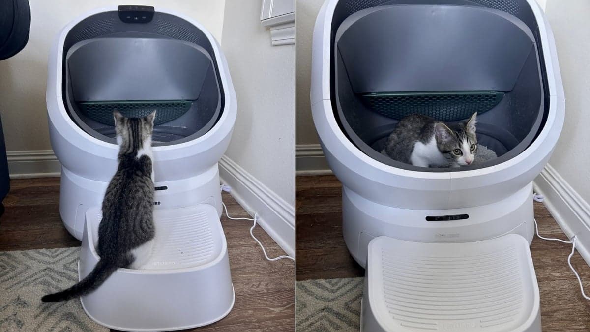 Petlibro Luma: Affordable Litter-Robot Alternative